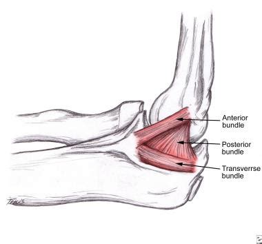 Elbow Anatomy & Biomechanics - Shoulder & Elbow - Orthobullets