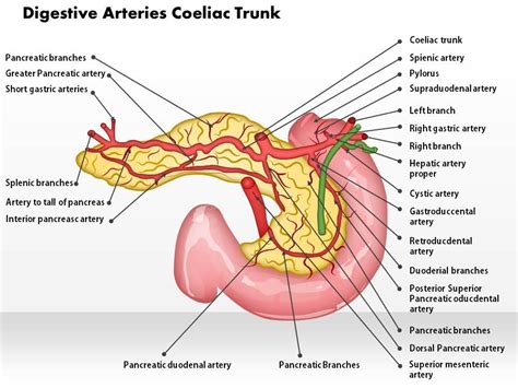 0514 Digestive Arteries Celiac Trunk Medical Images For PowerPoint | PowerPoint Presentation ...