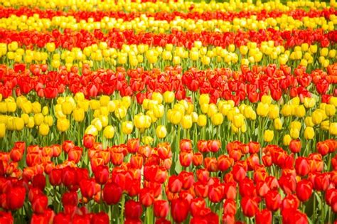 Premium Photo | Tulips in lisse netherlands europe