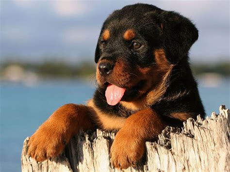 Cute Rottweiler Puppies Wallpaper