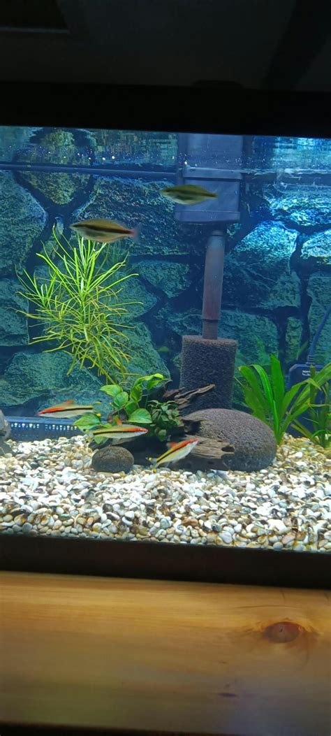 Seachem Purigen | Aquarium Filter Media to Remove Toxins – Aquarium Co-Op