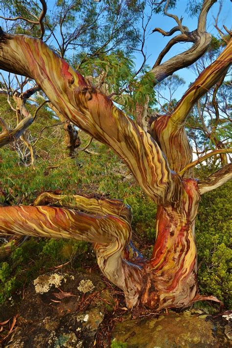 Pin by Amanda Duarte on Trees | Weird trees, Arbutus tree, Trees to plant