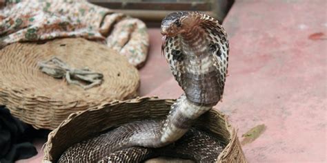 Some Snakes Only Use Venomous Bites as a Last Resort | Plants And Animals