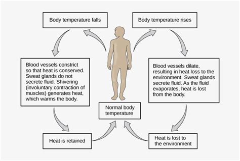 Control Of Body Temperature - Negative Feedback Loop Body Temperature - Free Transparent PNG ...