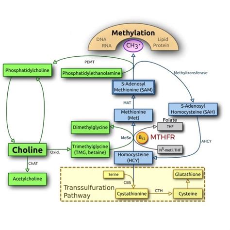 Methylation Cycle | Genetic Lifehacks | Methylation, Mthfr, Epigenetics