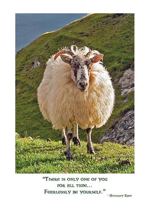 Irish sheep Birthday card - The Irish Card shop features 150 irish cards