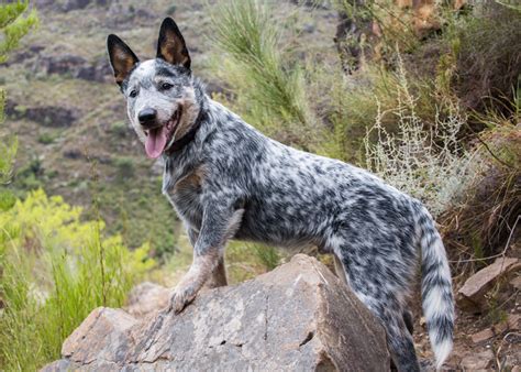 Australian Cattle Dog Puppies - Animal Kingdom | Puppies N Love