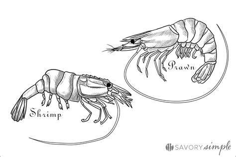 Prawns vs. Shrimp: What's the Difference? - Savory Simple