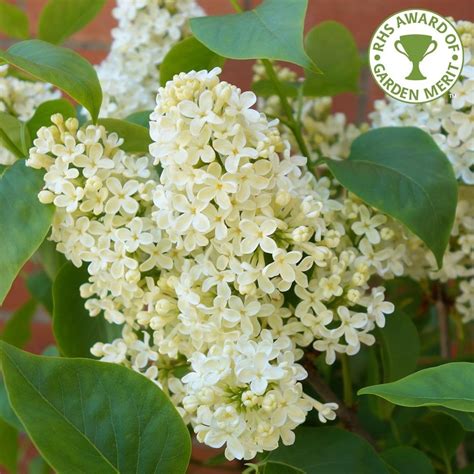 Syringa vulgaris Primrose | Buy Yellow Lilac Trees & Bushes