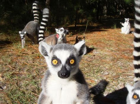 What Are You Looking At? | Lemurs: 10 Funny Guys Who Just Don't Care!