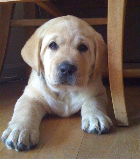 The 25+ best Labrador breeders ideas on Pinterest | Labrador Retriever ...