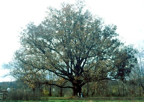 Maryland Trees For Sale | The Tree Center™