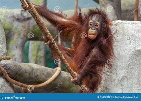 Red Young Orangutan Playing on the Tree Stock Image - Image of nose ...