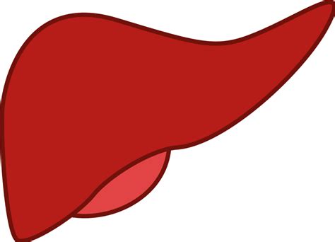 Public Domain Clip Art Image | Liver | ID: 13927323617397 ...