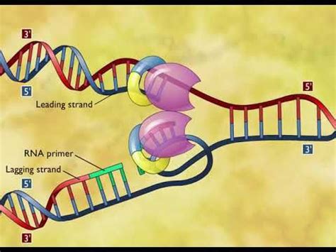 Teaching Biology, Science Biology, Life Science, Cell Biology, Molecular Biology, Science ...