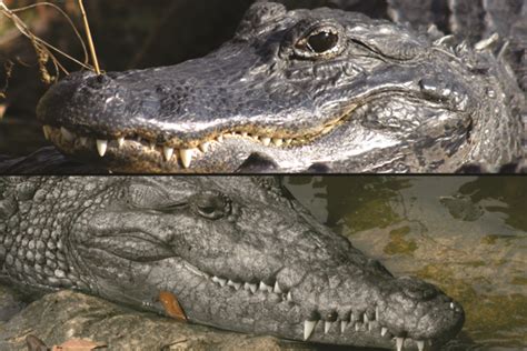 What is Special About Crocodiles Body to Help It Feed - Pegues Quittle