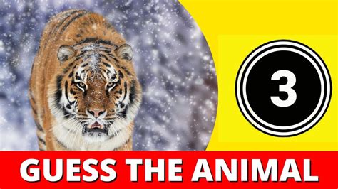 GUESS THE ANIMAL in 3 Seconds | 100 RANDOM ANIMALS | Game For Kids, Preschoolers and ...