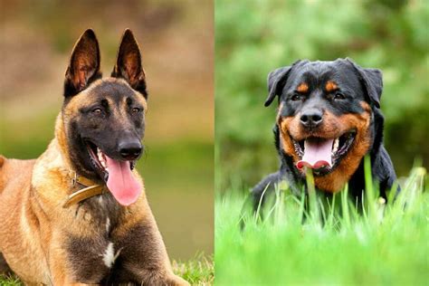 Belgian Malinois vs Rottweiler: What's The Difference? • helloBARK!