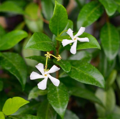 Buy Trachelospermum jasminoides Online - Southern Woods