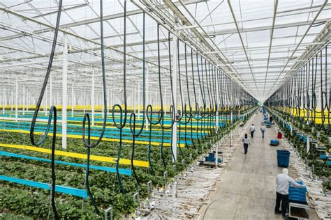 Ultimate Guide to Successful Greenhouse Tomato Cultivation