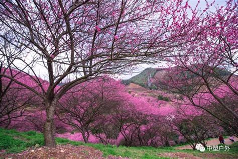 梅花谷古诗,梅花古诗_大山谷图库