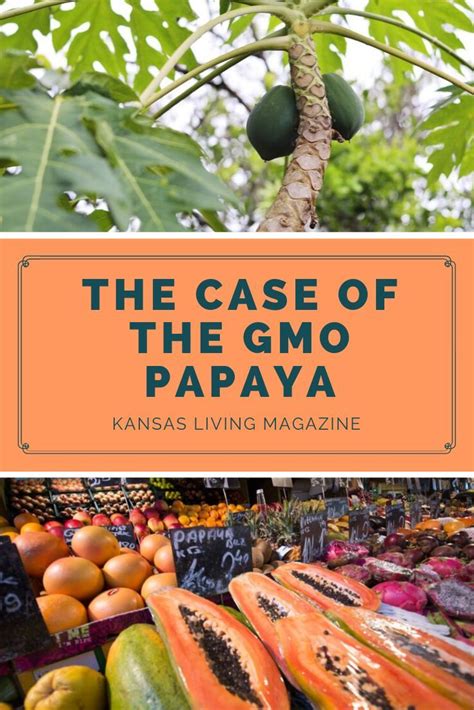 The Case of the GMO Papaya | Papaya, Food facts, Wine recipes