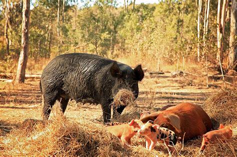 Piggy in the Middle - Sunshine Coast Regional Food