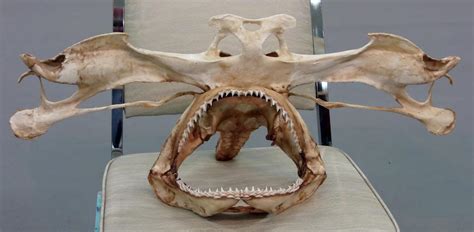 Skull of a winghead shark (hammerhead species). : r/natureismetal