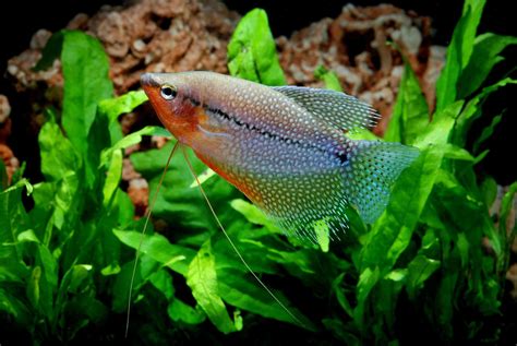 Pearl Gourami: Care, Tank Size, Tank Mates, Size & More - Fish Laboratory