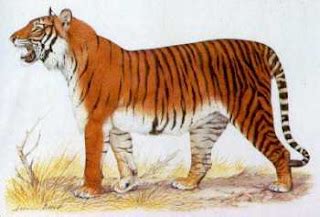 TIGERS: Extinct Tiger Species