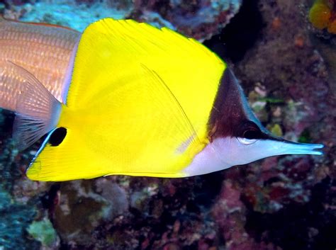 Longnose Butterflyfish - Forcipiger flavissimus - Palau - Photo 8 - Hawaii Reefs