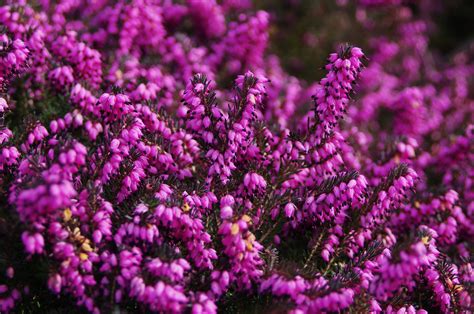 12 Colourful Plants For Winter Gardens - My Weekly