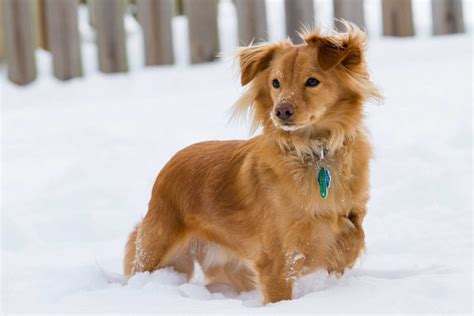 Golden Retriever Dachshund Mix: Golden Weenie - Golden Retriever Club