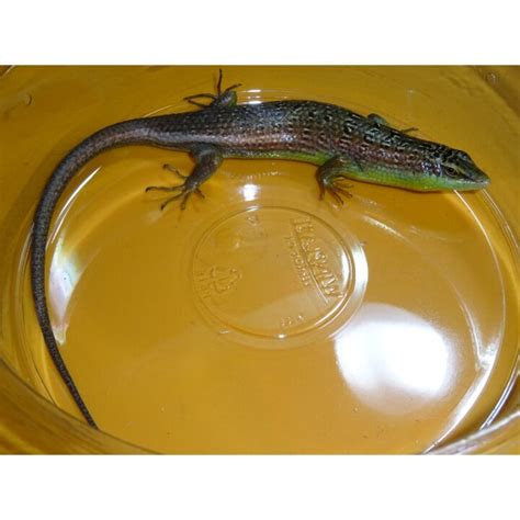 Olive Tree Skinks - adult - Strictly Reptiles