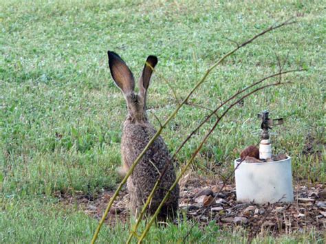 Black-tailed Jackrabbit