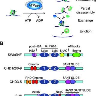 ATP-dependent chromatin remodeling (A) Different outcomes of... | Download Scientific Diagram