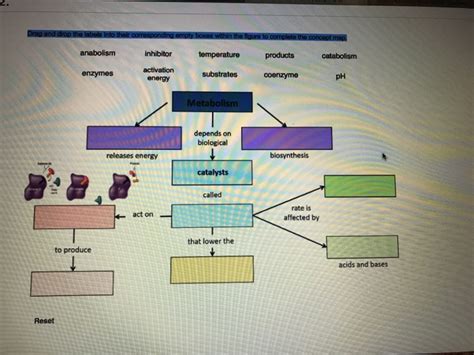 Solved anabolism enzymes pH energy depends on biological | Chegg.com