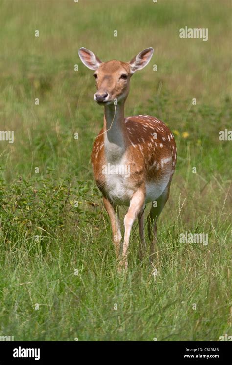 Fallow deer (Dama dama Stock Photo - Alamy