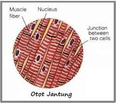 Otot Pada Manusia (Macam-Macam & Sifat Kerja) +Gambar | Ardiansyah Muda