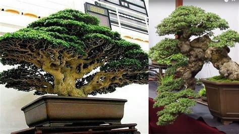 50 cây bonsai lá tròn đẹp nhất thế giới-BShp | Tổng hợp những tài liệu ...