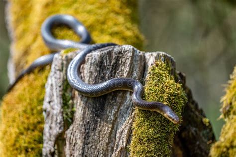 Snake on the Tree. Aesculapian Snake, Zamenis Longissimus, Bieszczady ...