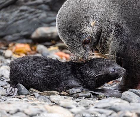 Antarctic fur seal pups form an incredibly important bond with their mothers within the first ...