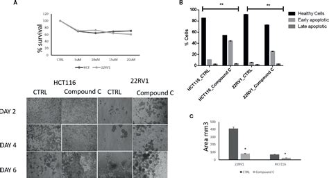 Frontiers | Compound C, a Broad Kinase Inhibitor Alters Metabolic ...