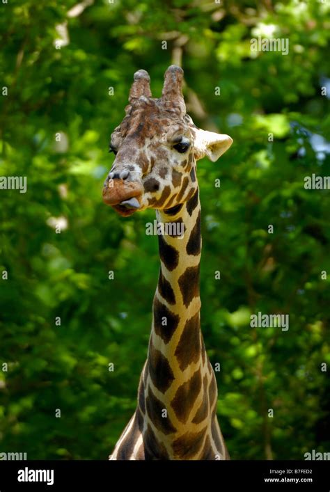 Giraffe long tongue hi-res stock photography and images - Alamy