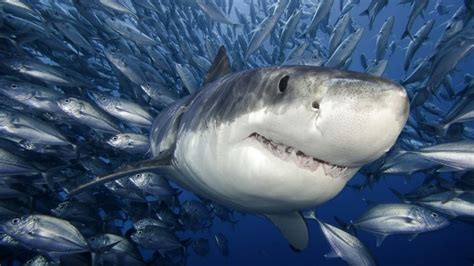 Underwater world, Sharks, HD Wallpaper | Rare Gallery