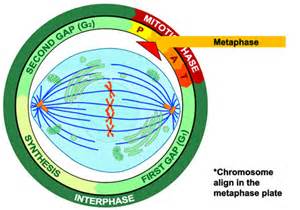 File:Metaphase eukaryotic mitosis.svg - Wikimedia Commons