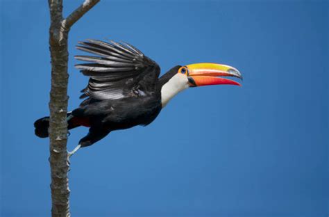 Toco Toucan Flying Stock Photos, Pictures & Royalty-Free Images - iStock