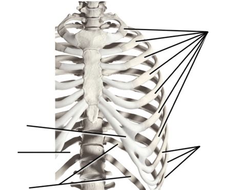 Thorax, Anterior View Quiz