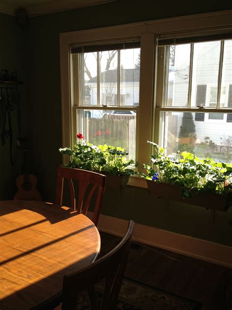 Christina E. Danner: Flowers That Bloom Year Round Indoors - Grow ...