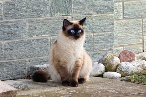 Siamese Cat Characteristics | Cattify